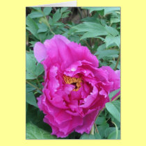 Opening Pink Peony cards