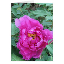 Opening Pink Peony Greeting Cards