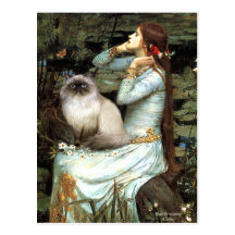 Ophelia - Himalayan cat 7 Post Card