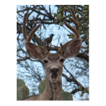 Opinionated Deer Postcard