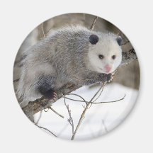Opossum Love Refrigerator Magnet
