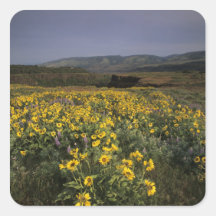 OR, Columbia River Gorge, Rowena Plateau, Tom Sticker