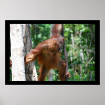 Orang-outan dans la forêt tropicale de l'Indonésie Posters