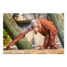 Orang-outan drôle photo sur toile