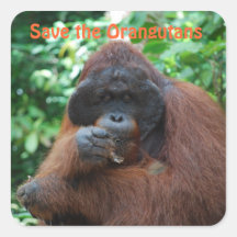 Orang-outan rouge de mâle adulte de cils avec Chee Sticker Carré
