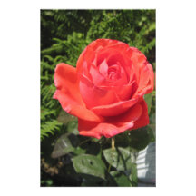 Orang Rose Stationery Paper