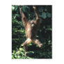 Orang utan in Borneo Postcard