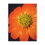 Orange After the rain flowers Postcards