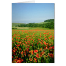 Orange Agricultural poppy field, Falmer Greeting Card