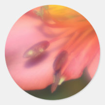 Orange Alstroemeria Stickers