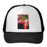 Orange Amaryllis flowers Hats