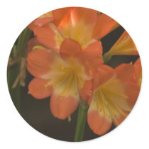 Orange Amaryllis Round Stickers