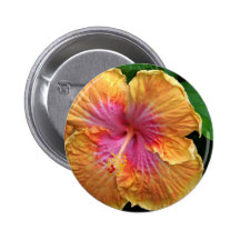 Orange and pink hibiscus
