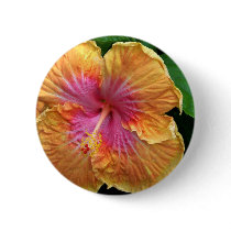 Orange and pink hibiscus