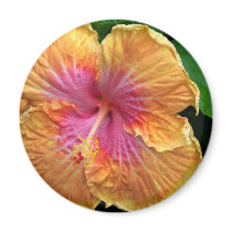 Orange and pink hibiscus fridge magnets
