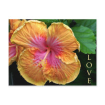 Orange and pink hibiscus post cards