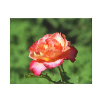Orange and Pink Hybrid Tea Rose in Garden 8x10 Gallery Wrapped Canvas