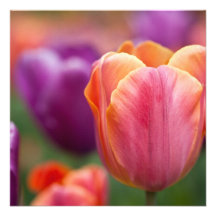 Orange and Pink Late Tulip Custom Invitations