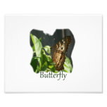 Orange and White Butterfly with text Photograph