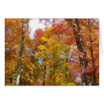 Orange and Yellow Fall Trees Card