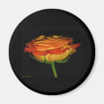 orange and yellow rose fridge magnet