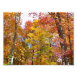 Orange and Yellow Trees Photo Print