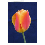 Orange and Yellow Tulip Card