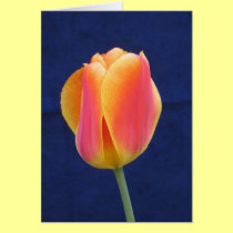 Orange and Yellow Tulip cards