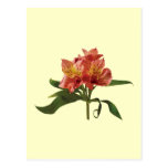 Orange Asiatic Lilies Post Card