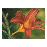 Orange Asiatic Lily Cards