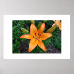 Orange Asiatic Lily Poster