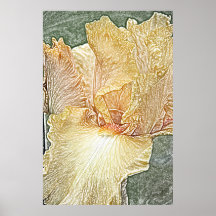 Orange bearded iris flower canvas print