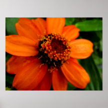 Orange Beauty Print