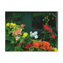 Orange Begonias flowers Post Cards