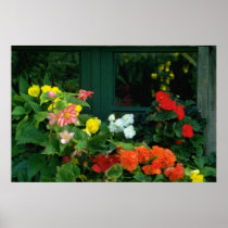 Orange Begonias flowers Print