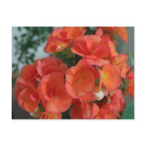 orange begonias postcard