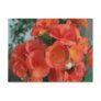 orange begonias postcard