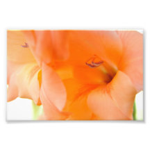 Orange Bell Flowers close-up photography digital