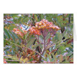 Orange Berries Greeting Card
