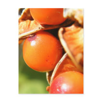 Orange Berries Postcard