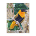 ORANGE BISHOP WEAVER postcards