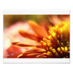 Orange Bokeh Photo Print