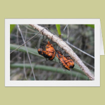 Orange bugs cards