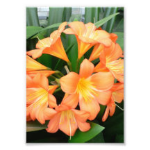 Orange Bush Lily Flower or Natal Lily Photo Art