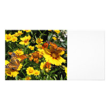 Orange Butterflies on Yellow Coreopsis Customized Photo Card