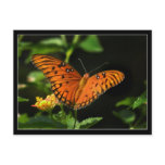 Orange Butterfly and Lantana Photo Postcard