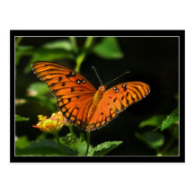 Orange Butterfly and Lantana Photo Postcard