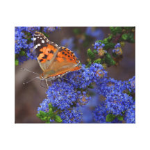 Orange Butterfly on Blue Flower Wrapped Canvas Canvas Prints