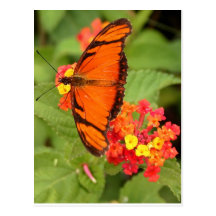 orange butterfly post cards