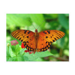 Orange Butterfly Postcard